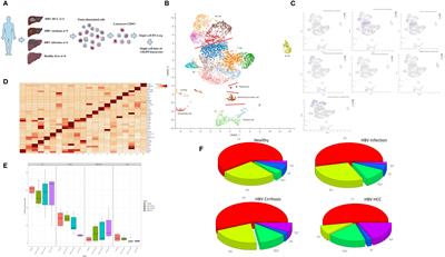 Single-cell landscape of immune cells during the progression from HBV infection to HBV cirrhosis and HBV-associated hepatocellular carcinoma